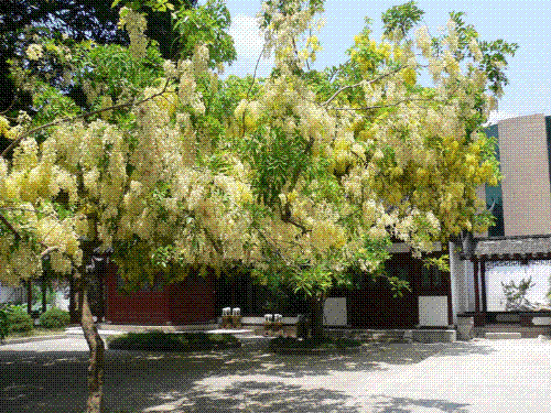 Trees - Yellow trees in XIHU park