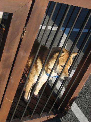 He's lost - He's waiting for his owner... awww