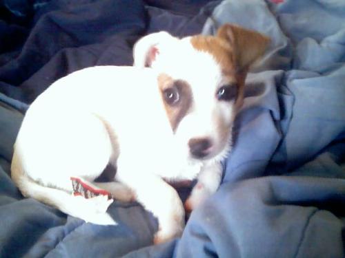 Corona - My beautiful Jack Russell Terrier. We called her Corona... long story! She's about a year and a half and she's one of the best dogs I've ever had!
