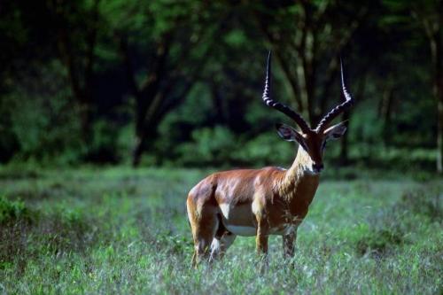 The Best Of Nature - This's 1 among my collection of a huge database.