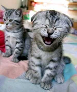 laughing kitty - must be funny..haha