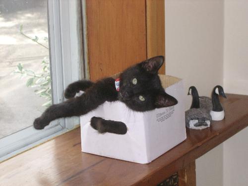 link - link's nap box
