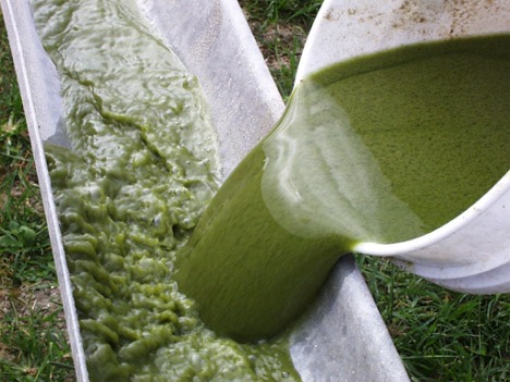 algae - ALGAE in preparation to make it as a source of power
