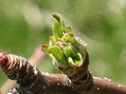 HoneyCrisp Tree - They are starting to get their leaves and blooms HoneyCrisp Tree - They are starting to get their leaves and blooms