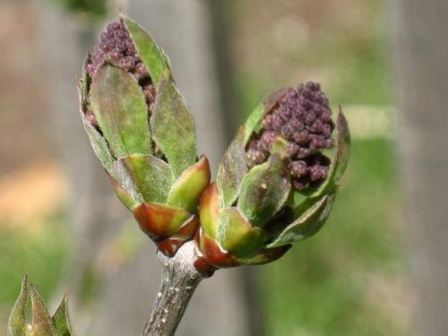 My Lilacs - 2nd year and they are finally blooming.