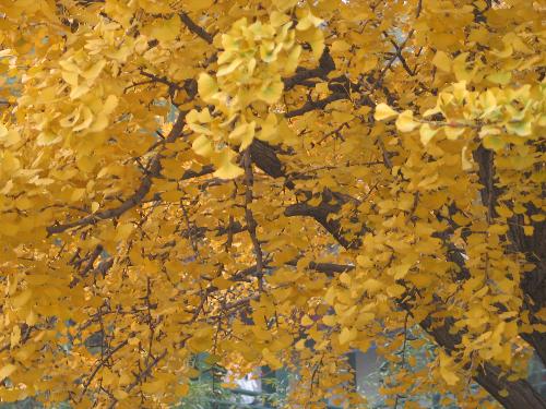 autumn - one of the shot i took when we are in beijing. i love all the colors at time like this.
