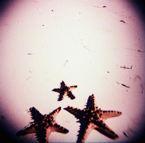 starfish - simply perfect! a pretty wonder against a white endless beach.