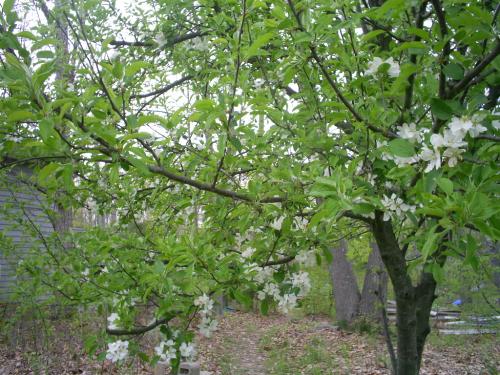 Apple tree - My red delicious apple tree in bloom