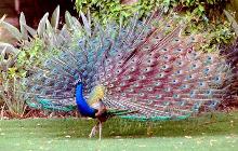 Peacock - Peacock in full bloom