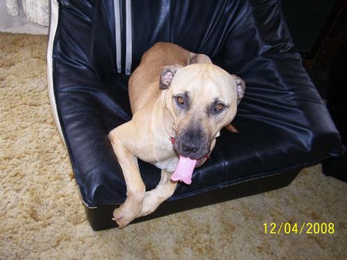 Loyal Dog - Loyal dog, relaxing in the lounge