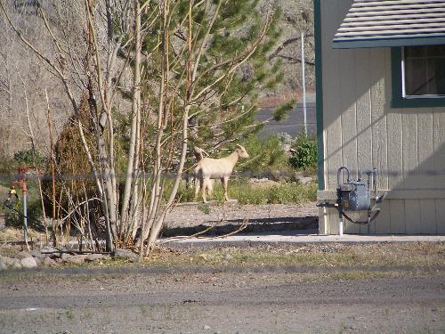 Goats I met, - Goats I was when mom took me for a walk