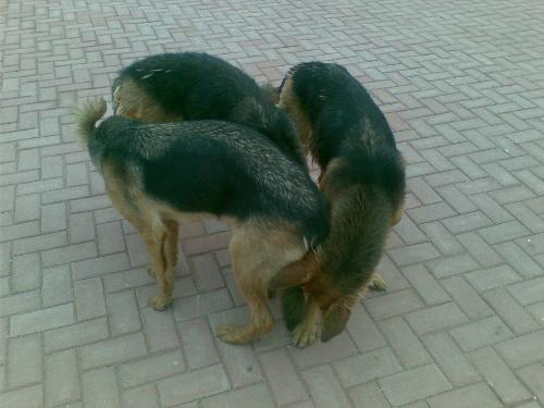 My dogs - This is a piece of picture of my dogs ! I don`t know what they are doing.Can you guess?
