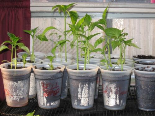 My veggies - Waiting for some warm weather to be planted outdoors