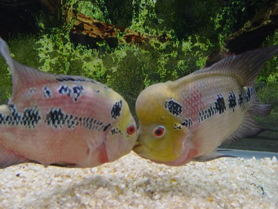 flower horn - flower horn. pair of fish.