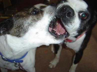 Mouthing play - Cookie and Gus do this when they want to play together and it's very comical. Mouthing play - Cookie and Gus do this when they want to play together and it's very comical.