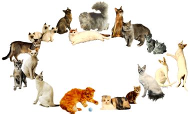 Circle of cats - circle of cats,clipart