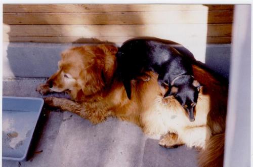 Dog on dog - These are 2 of our old dogs, now in doggie heaven. They loved to lay in the sun, one on top of the other.