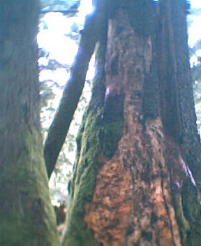big old tree - by Mt Rainier at Ipsut campground.