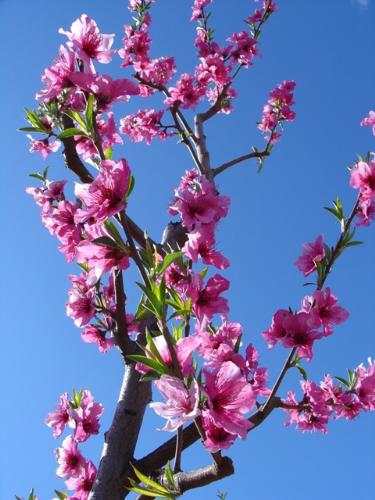 Spring 2008 - Beautiful blossoms from spring 2008