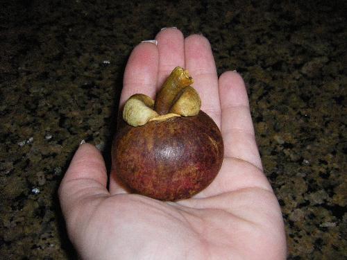 Mangosteen Fruit - Mangosteen Fruit, grown in Asia