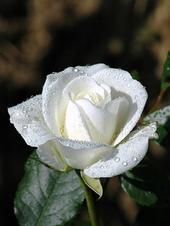 white rose - just for u,