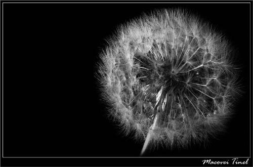 dandelion. close up. - this is a close-up of a dandelion.