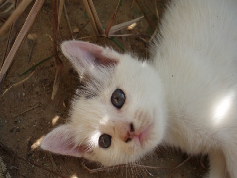 kitty - this kitten is cute!!