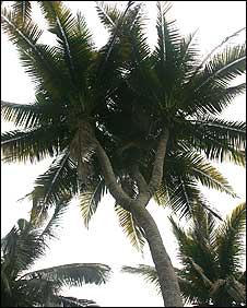 3 headed coconut Tree - This is the very coconut tree being offered for $1,0000,000
