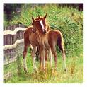 Foals=] - Two young horses, known as foals