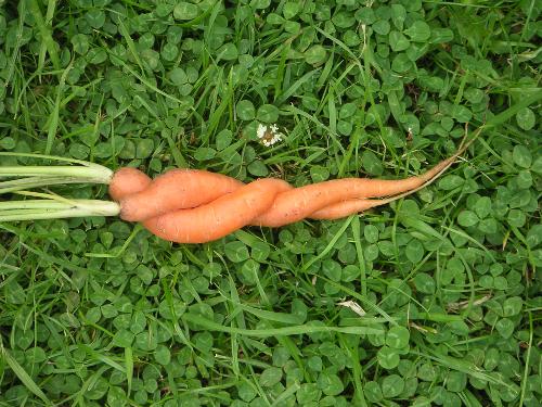 love carrots - how is that..?what do u perceive?!!