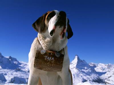 st. bernard - cute!