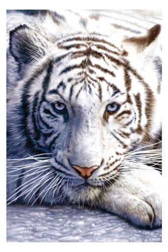 white tiger - nice blue eyes. :)