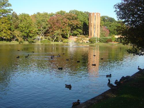 Ducks on the Pond - Ducks at the campus pond.