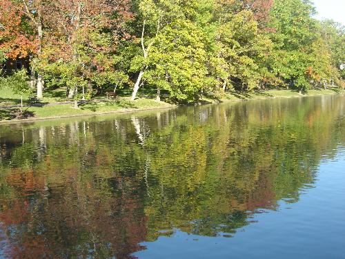 Pond Reflection - Trees reflecting in the pond.