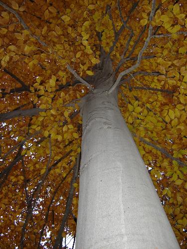 Looking up at a Tree - Looking up under a tree in the fall.