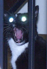 roars like tiger - both cat and tiger have similar look.here the cat roars like tiger