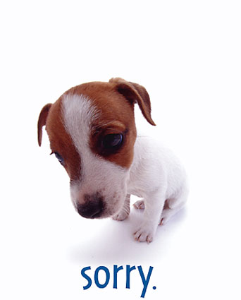 pogi - I love animals