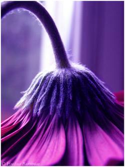 violet - violet flowers
