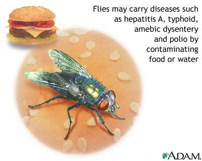 Fly in the food - Found a fly in my food