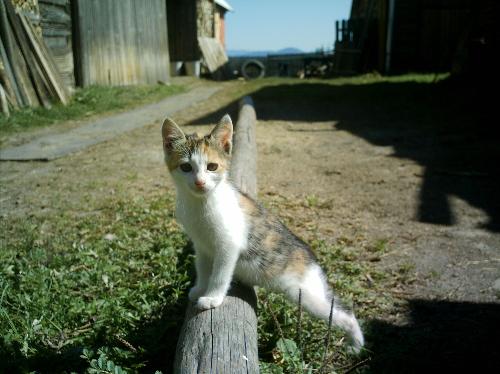 My cat - This one of my 5 cats, I love him very much.