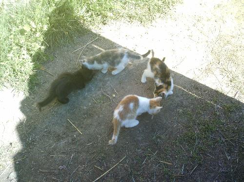 My cats - This are my 4 little cats, I love them more then everithing :D