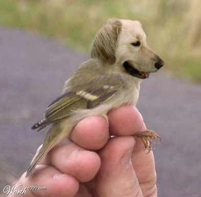Flying,birddog. - What bread of dogbird is this??????
