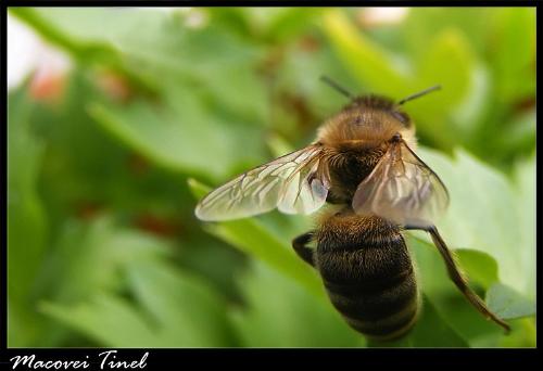 bee on a leaf - this is a macro shot of a bee on a leaf. I used a wide aperture, to blur the background and keep in focus only the bee.