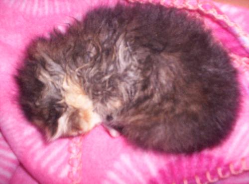 My Baby Kitten 'Fluffy' - Isn't she adorable?
