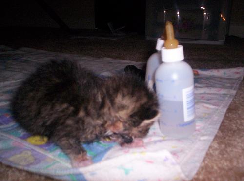Fluffy and her bottles - She is 6 weeks old and still on kitten formula. Check out how tiny her bottles are!