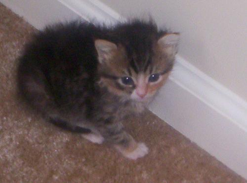 The Perfect Kodak Moment! - This the perfect kodak moment of my kitten. She is 6 weeks old now. Doesn't she have the cutest blue eyes?