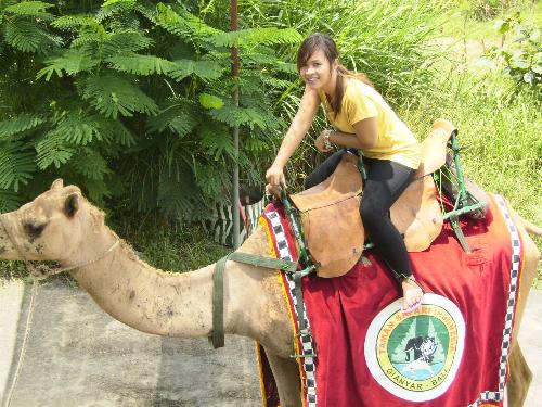 Have you ried a camel? - Have you ried a camel at bali zoo