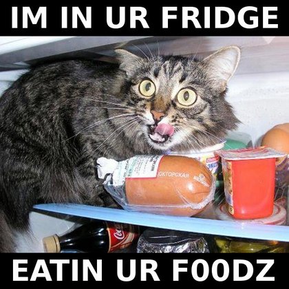 Cat - Cat eating food
