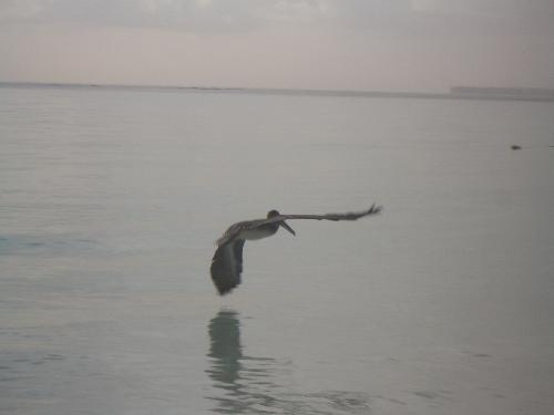 Pelican  - Pelican riding the breeze first thing in the morning on a mill pond sea.