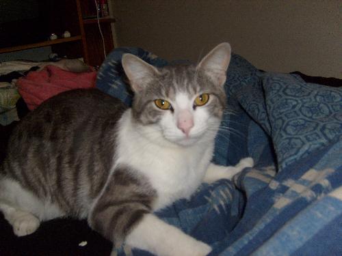 cats - cats as ans interest or a dissuccion this is my 2yr old cat piff always sleeping on my bed lazy